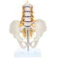 Model Lumbar Spine D6205