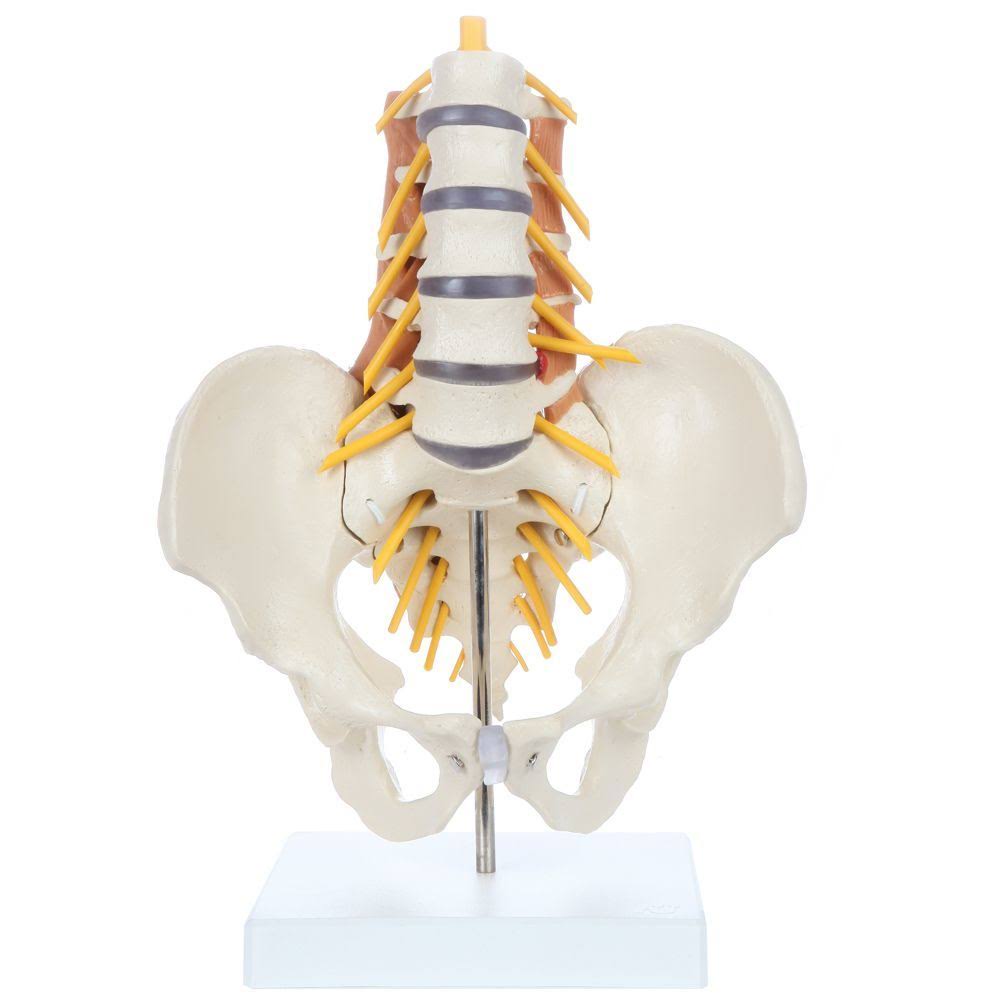 Model Lumbar Spine D6205