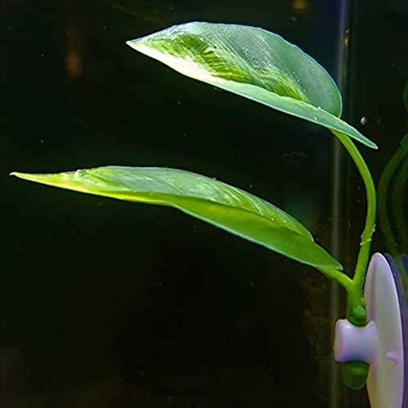 Betta Fish Leaf Pad Plastic Suction Cup S3271