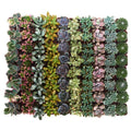 Collection of 64 Pastel Succulent G8627