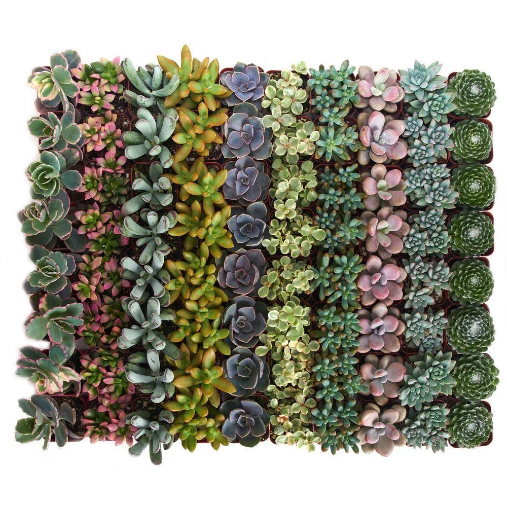 Collection of 64 Pastel Succulent G8627